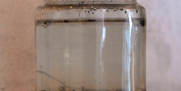 Water sample from the Schäfersee